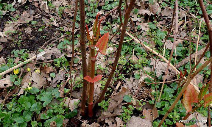 De nye skud på japansk pileurt er rødlige
