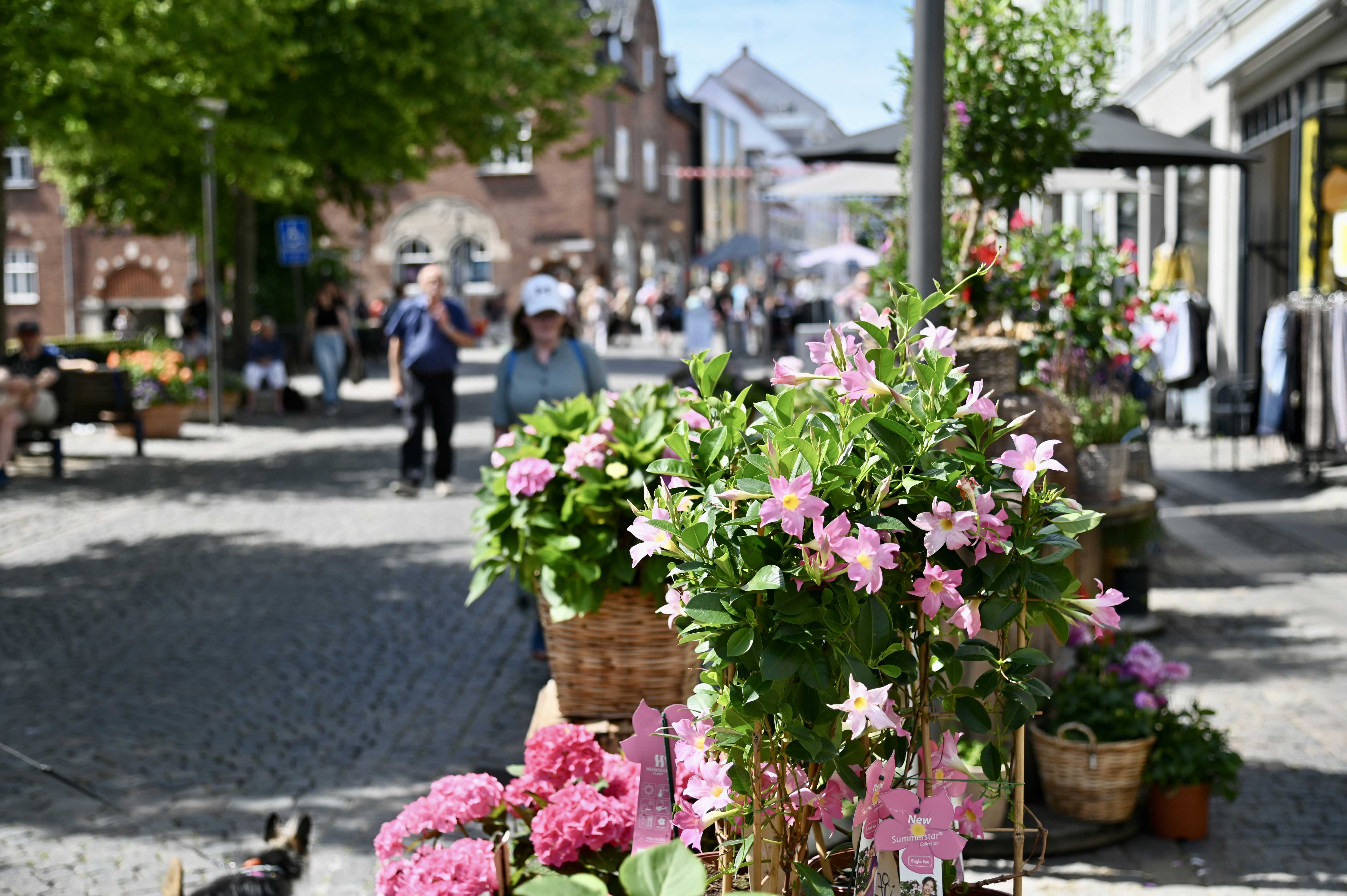 Sommerblomster på gågaden i Svendborg