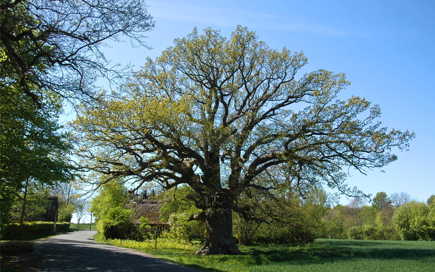 Flot træ nær Valdemarslot