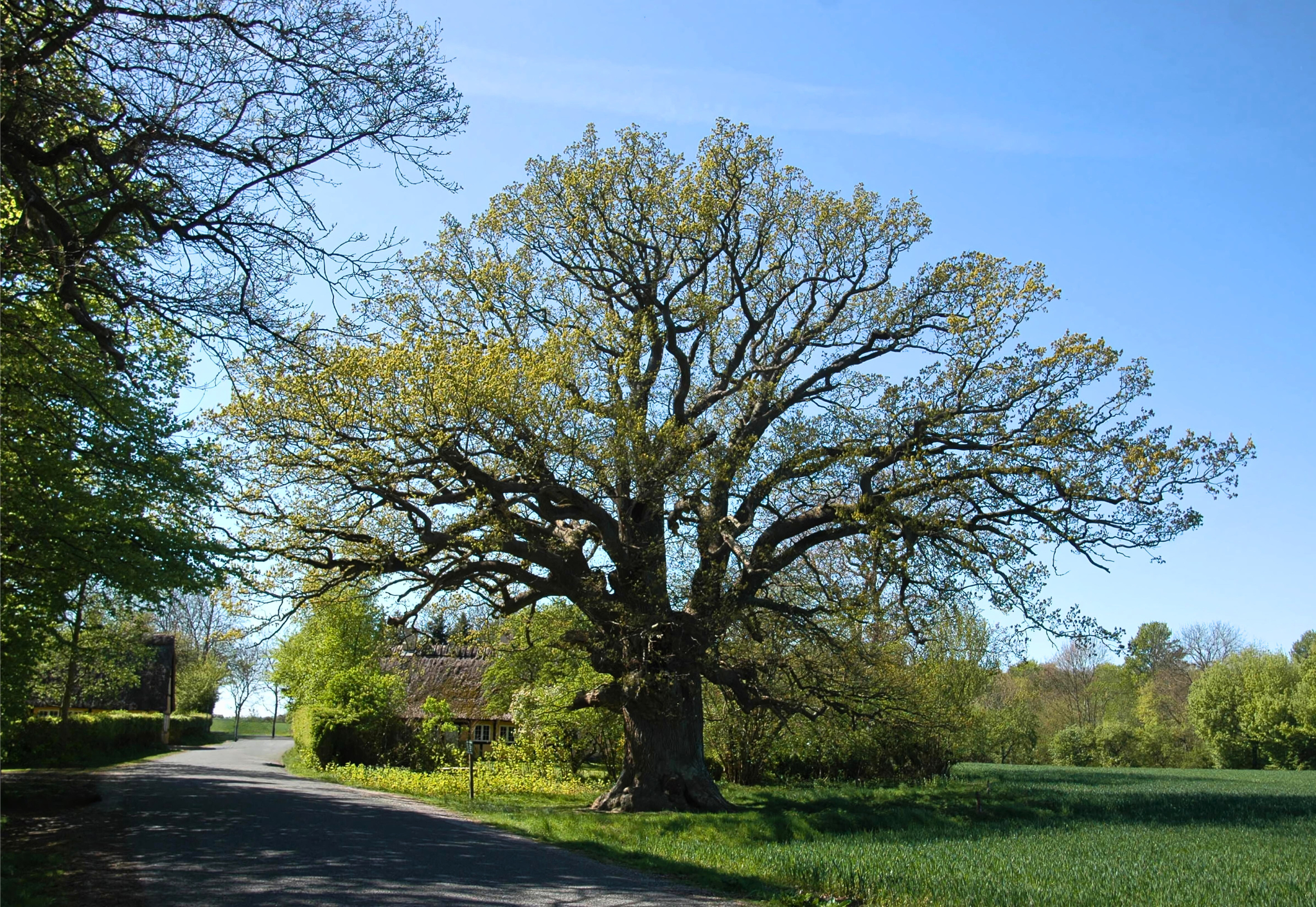Flot træ nær Valdemarslot