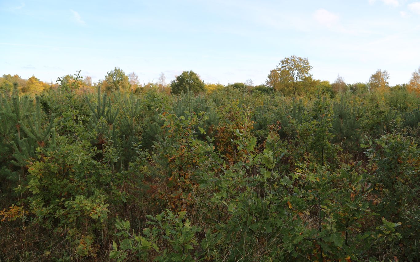 Tæt og lav beplantning med blandede unge træer 5 år efter plantning. Større træer i baggrunden. Efterårsfarver.