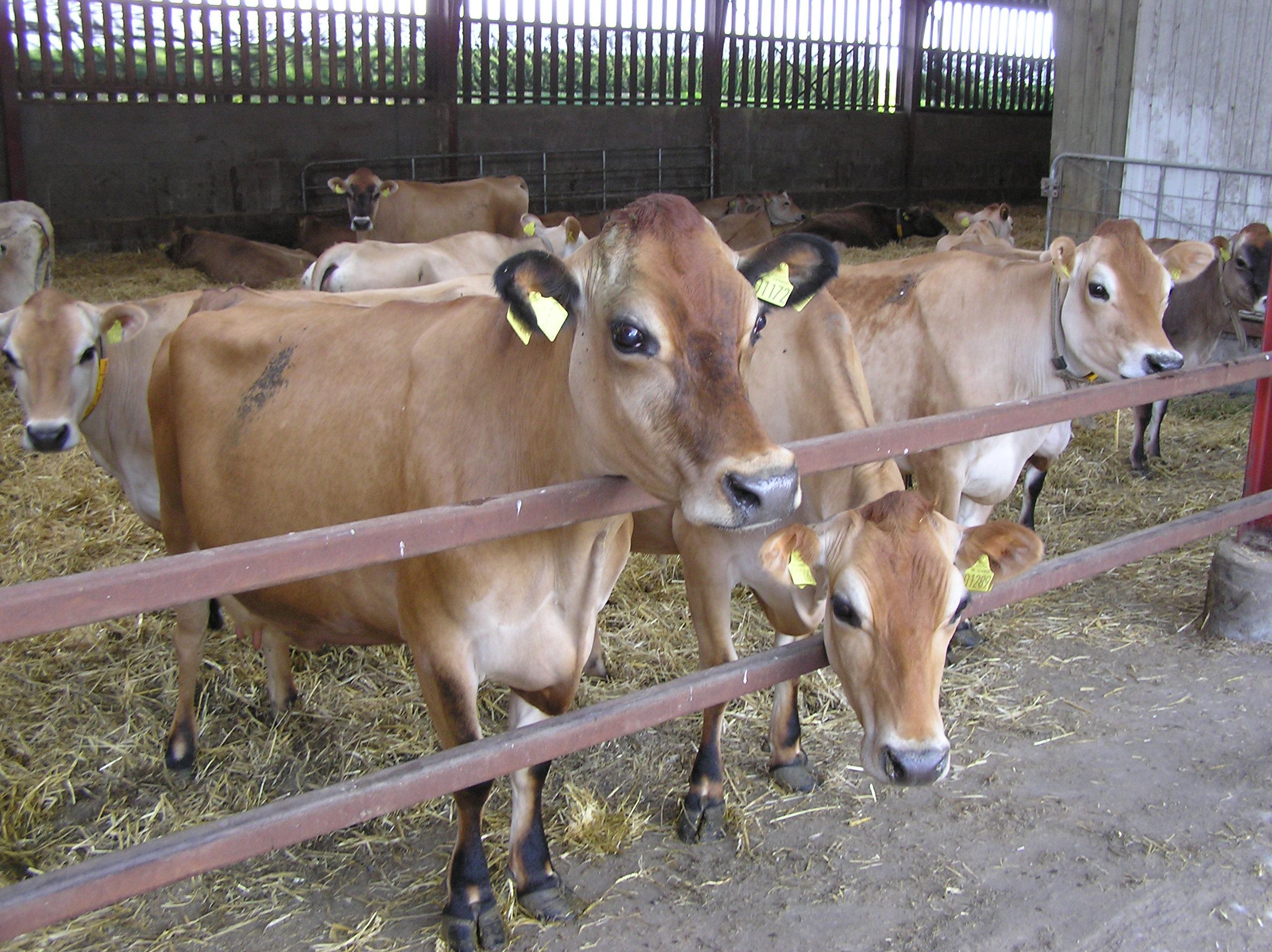 En flok jersey malkekøer i stald med halm. Flere af dem står tæt på kamera og ser ud ad stalden.