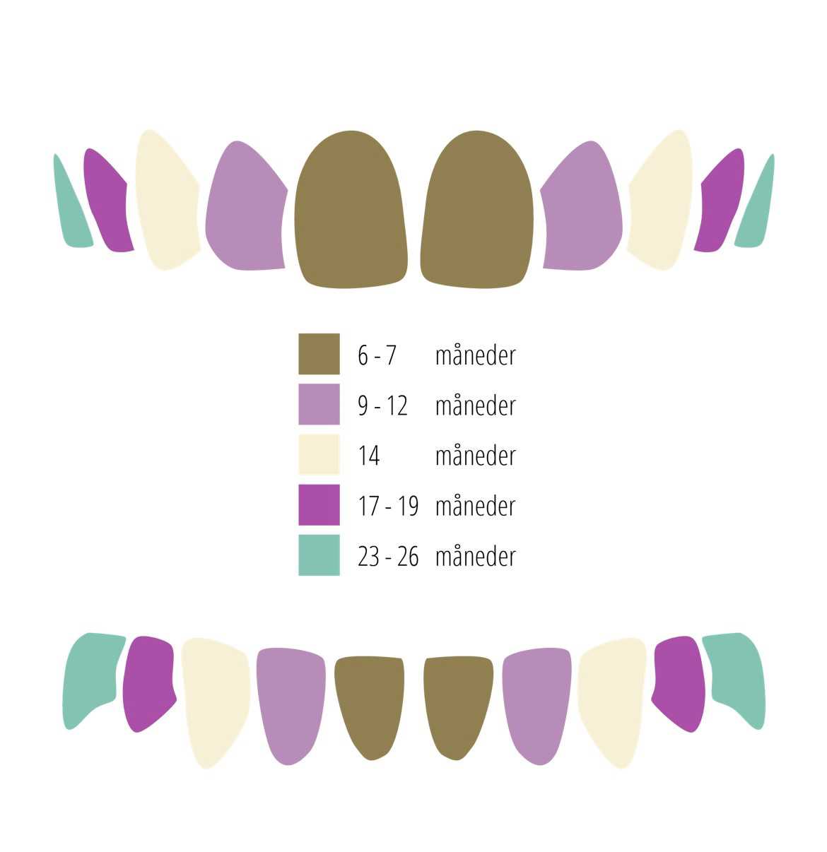 Oversig over mælketænders frembrud