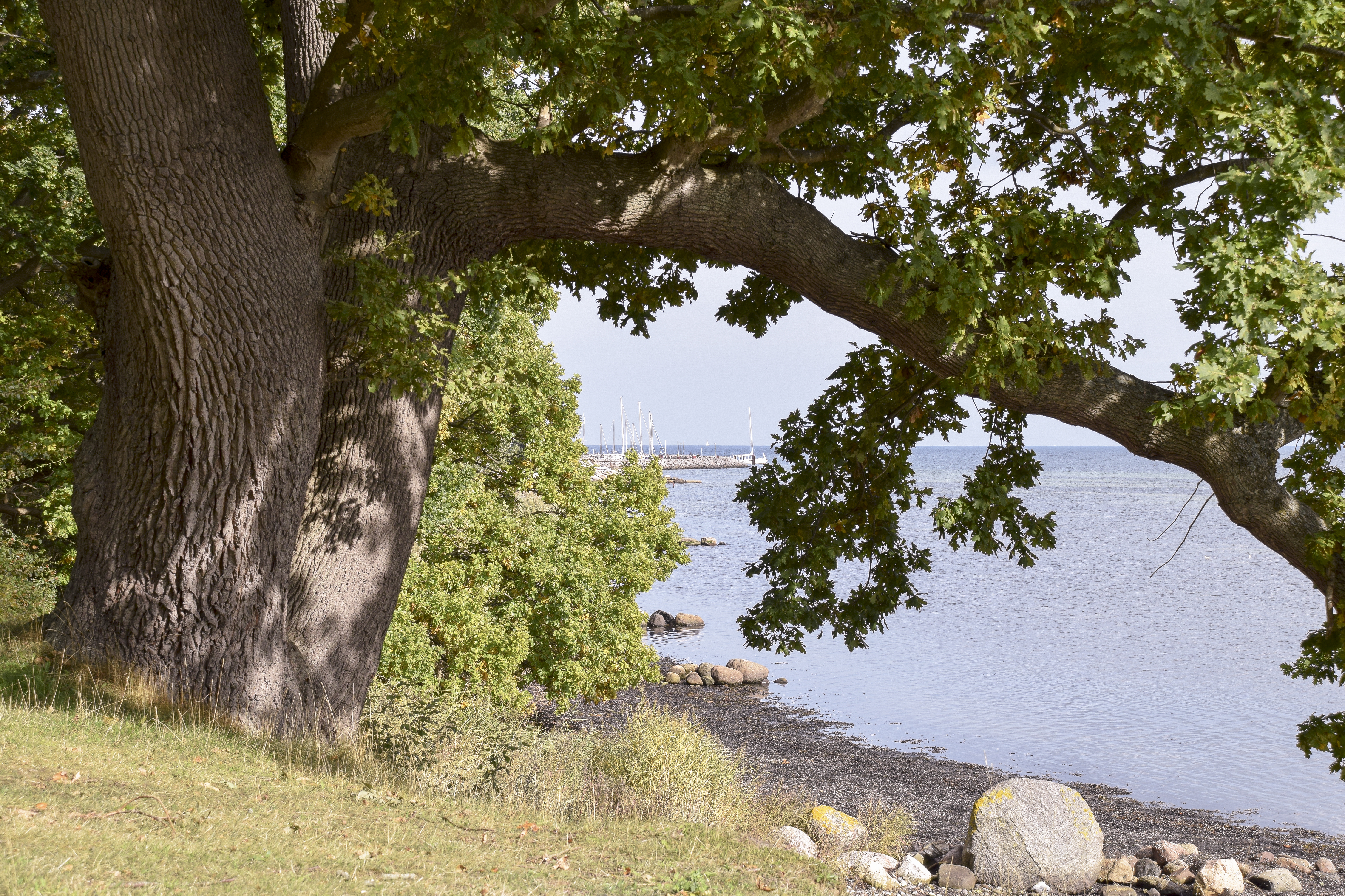 Udsigt til lystbådhavn. Stort træ ud til en strand
