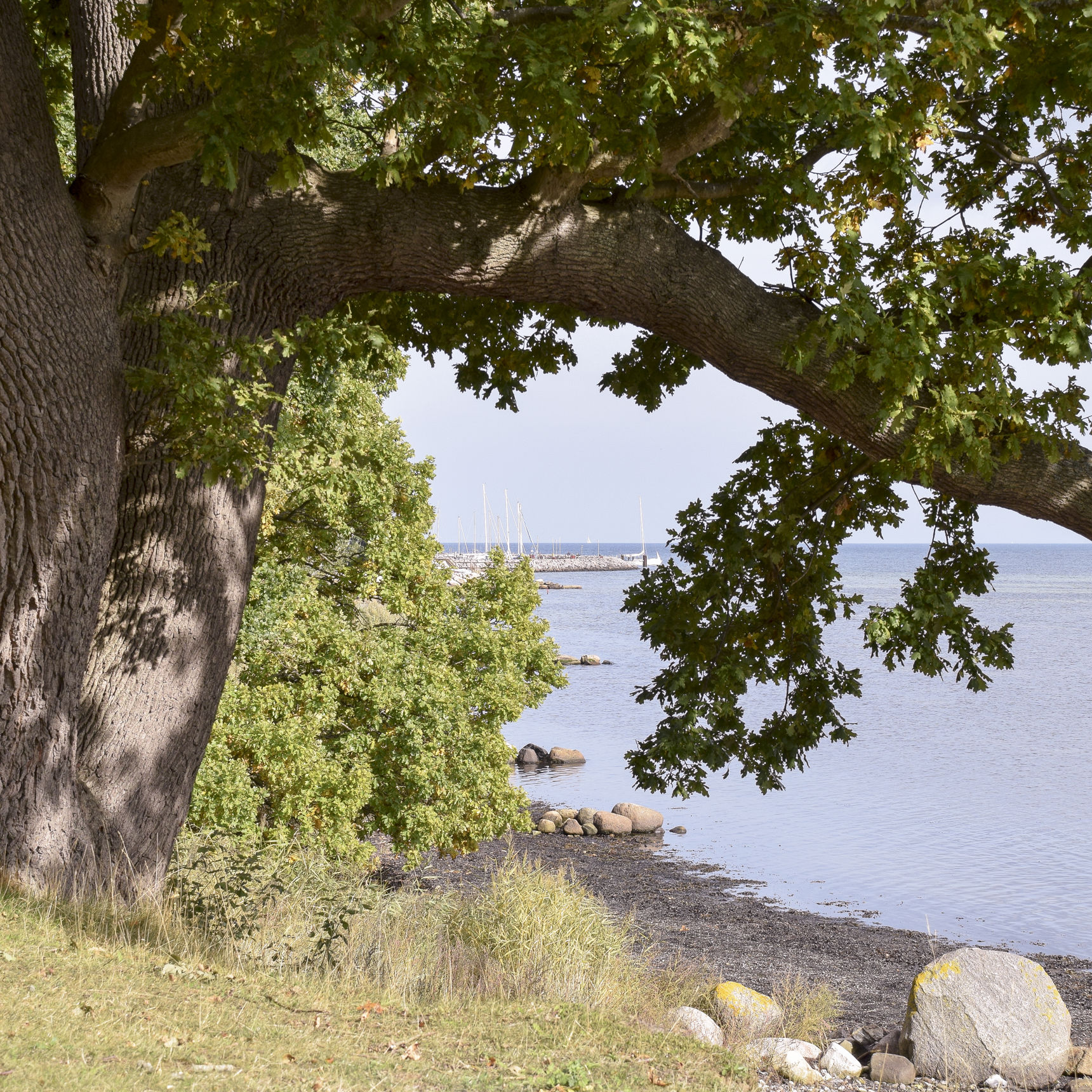 Udsigt til lystbådhavn. Stort træ ud til en strand