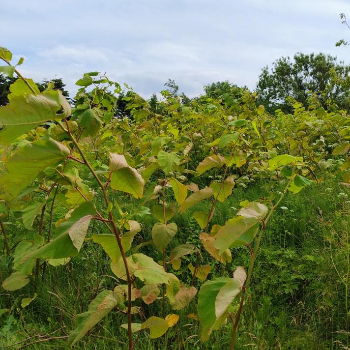Halvstore, men dog stadig relativt små, kæmpepileurt med rødlige stængler og lysegrønne blade. En bestand, der er ved at brede sig.