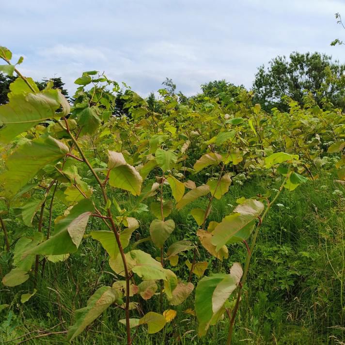 Halvstore, men dog stadig relativt små, kæmpepileurt med rødlige stængler og lysegrønne blade. En bestand, der er ved at brede sig.