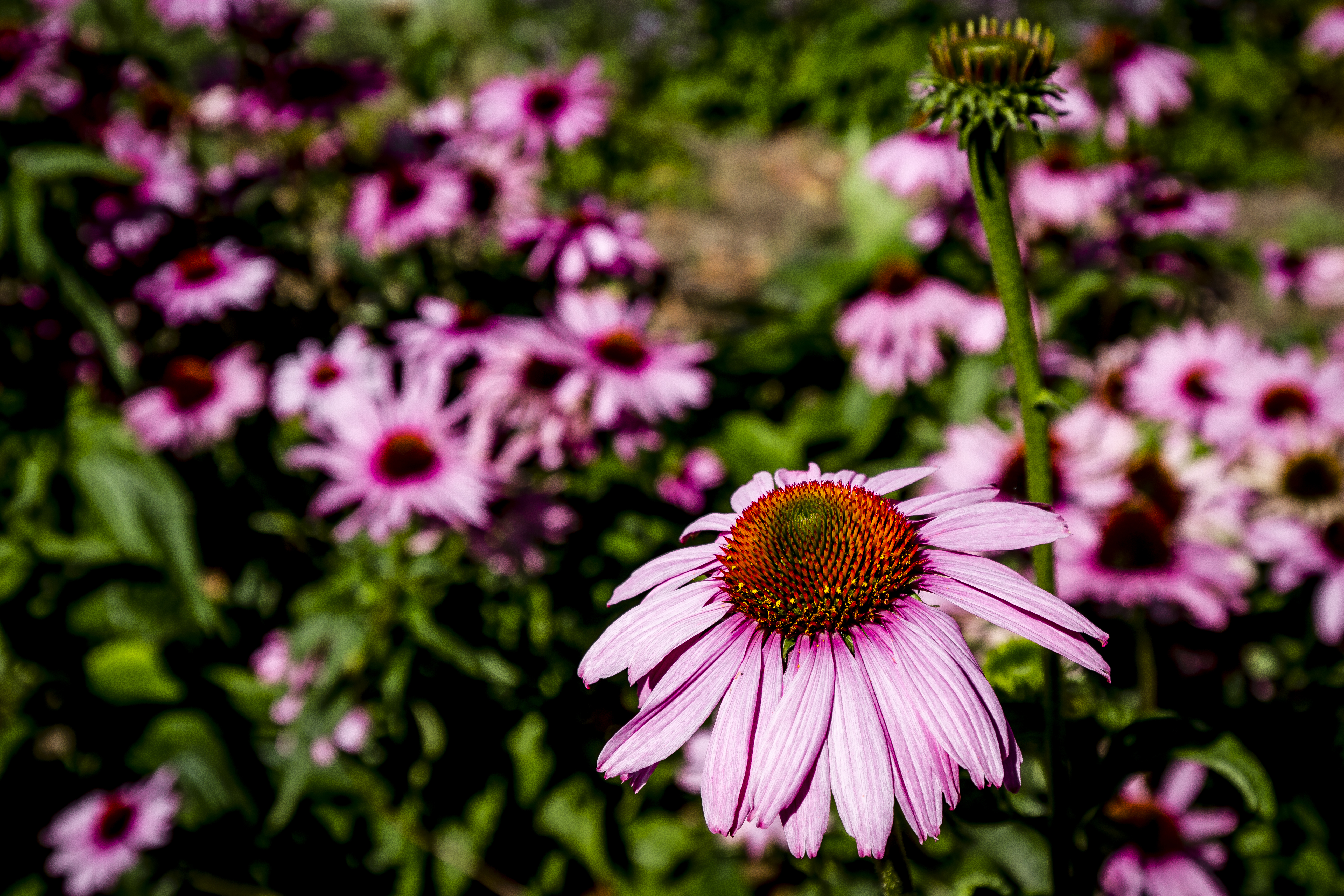 Purpursolhat i Krøyers Have