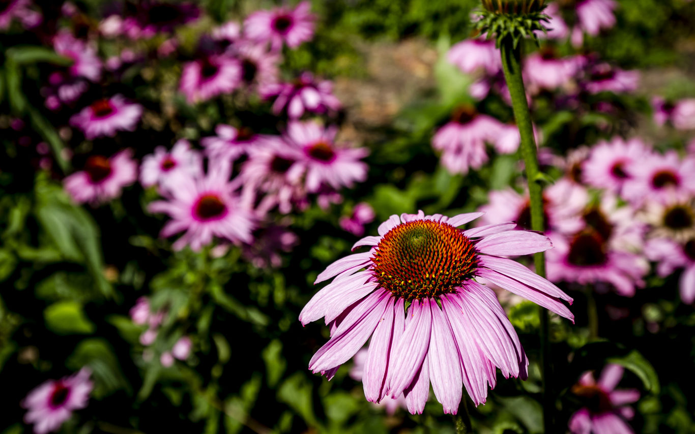 Purpursolhat i Krøyers Have