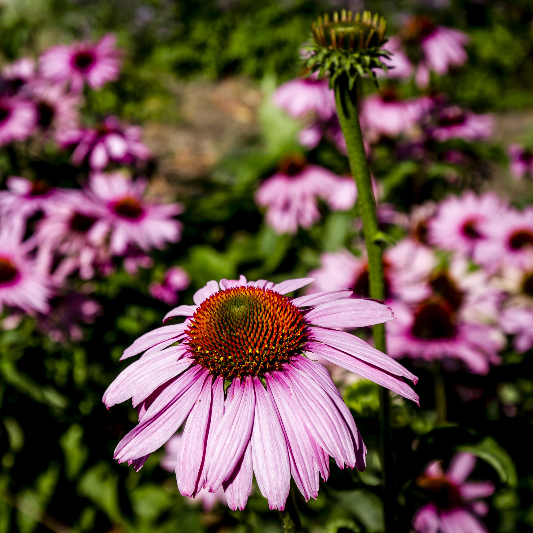 Purpursolhat i Krøyers Have