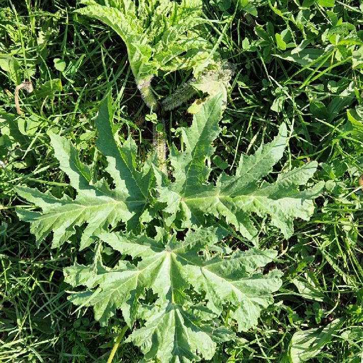 Kæmpebjørneklo har store takkede blade