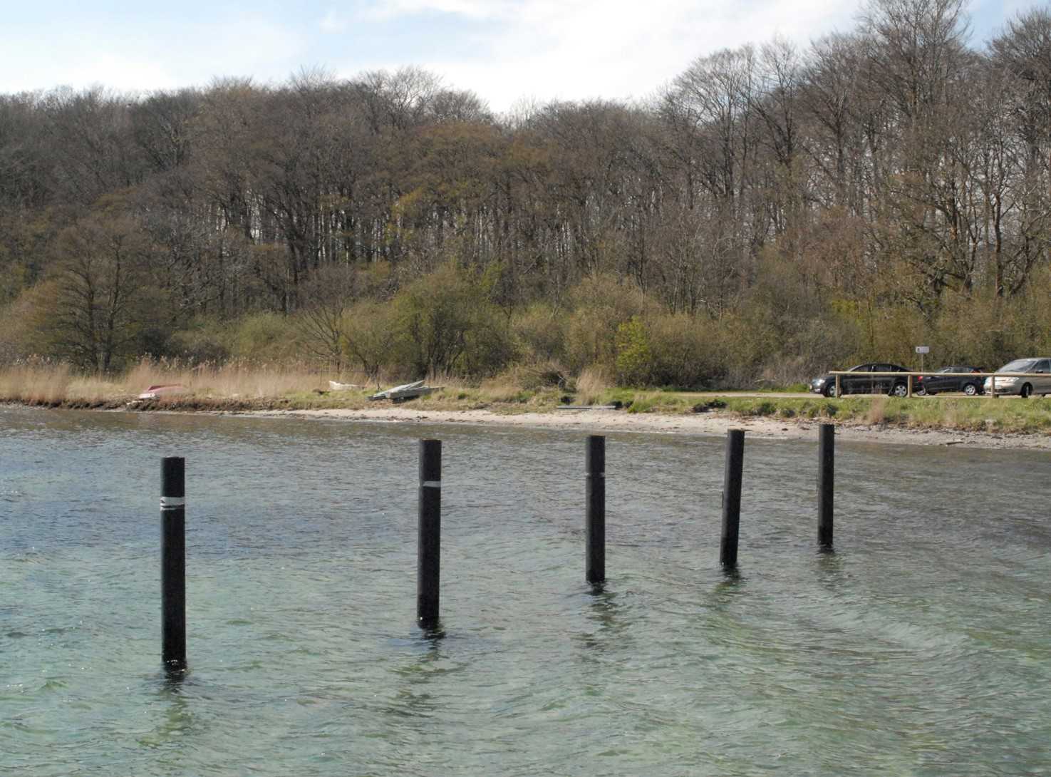Stranden neden for skoven Tankefuld er meget smal med små sten og nogle stede tagrør og græs helt ned til vandet.