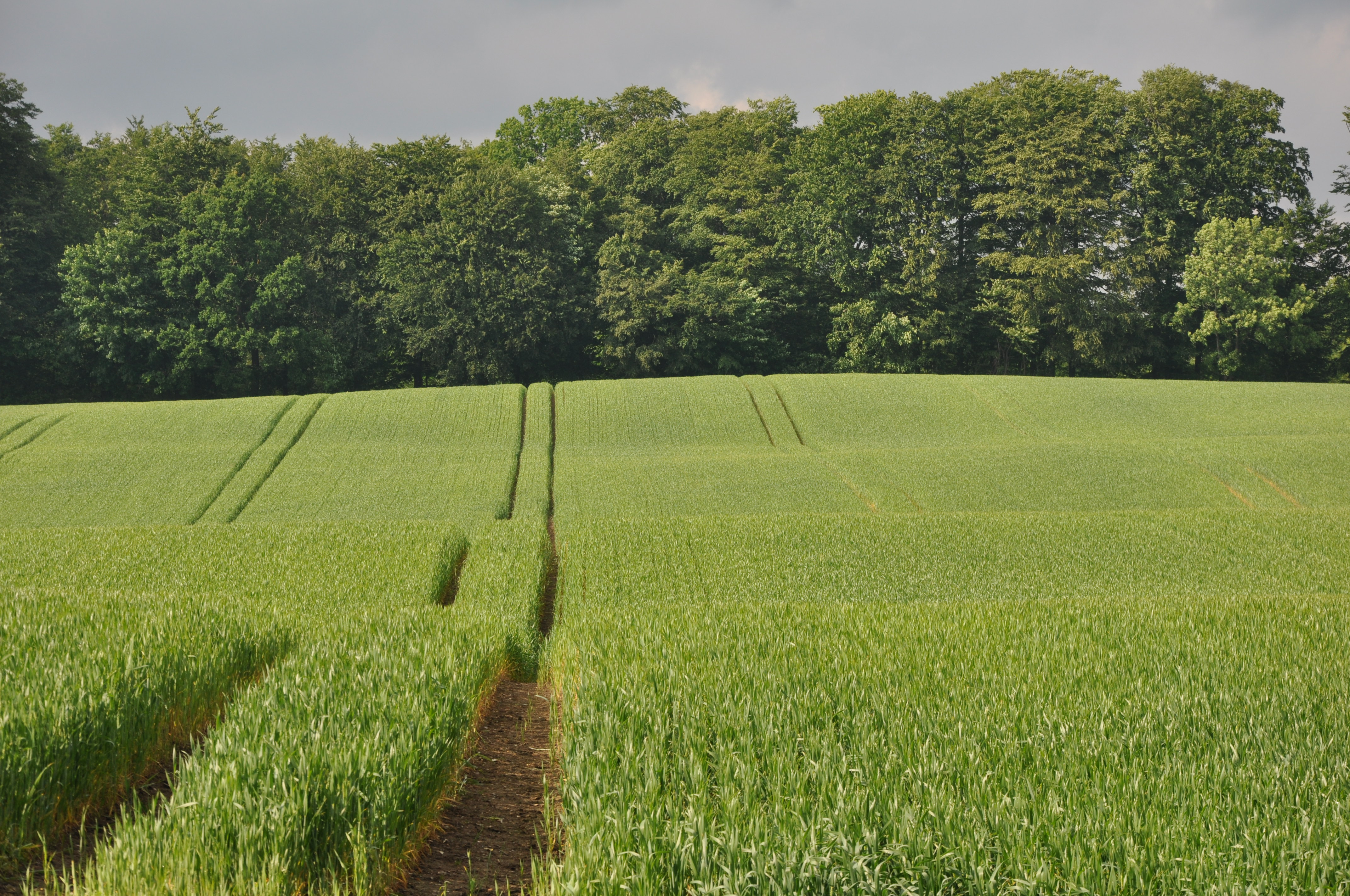 Umoden kornmark med hjulspor i kuperet terræn med skov i baggrunden