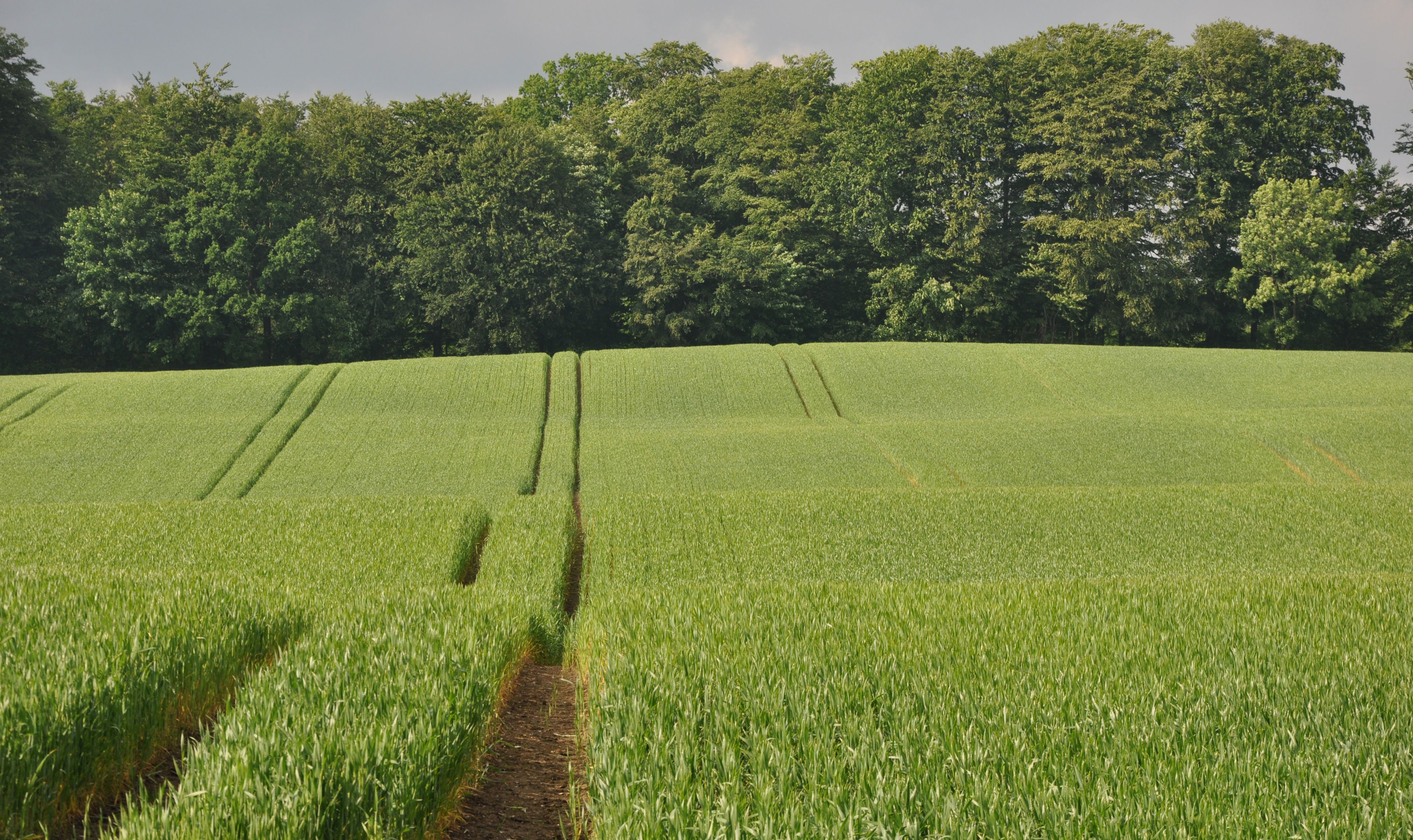 Umoden kornmark med hjulspor i kuperet terræn med skov i baggrunden