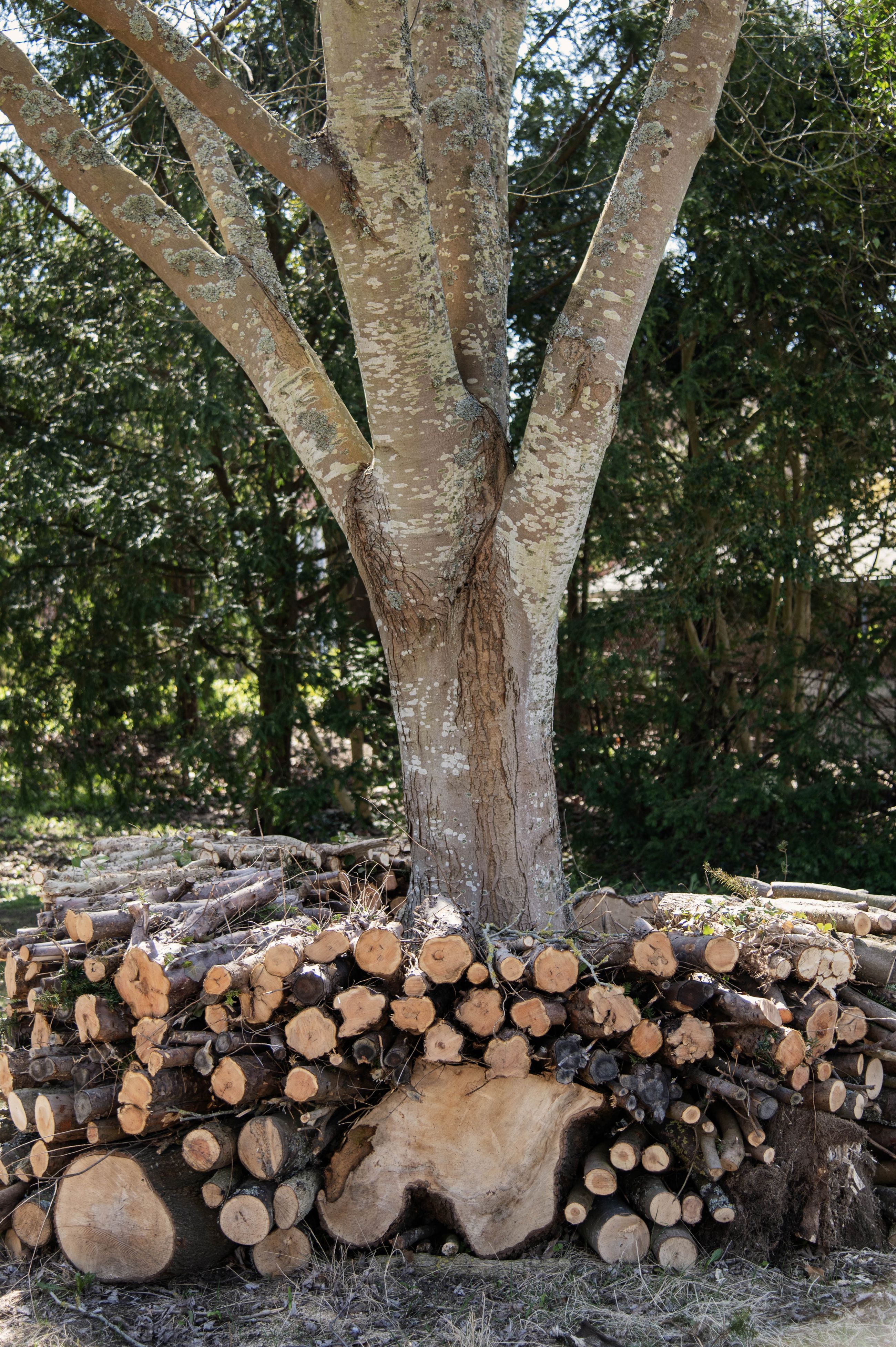 Kvasbunke af grene samlet i en ring rundt om et træ giver ly og læ for insekter